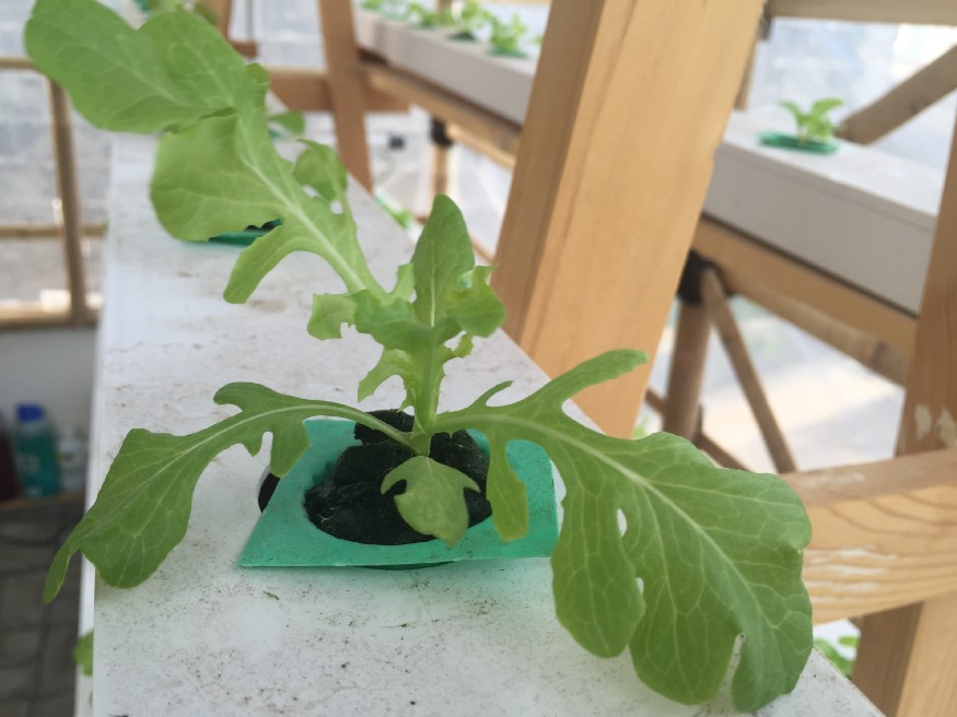 growing-lettuce