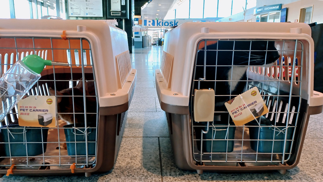 Cats were registered as Turkish Airlines’ cargo.